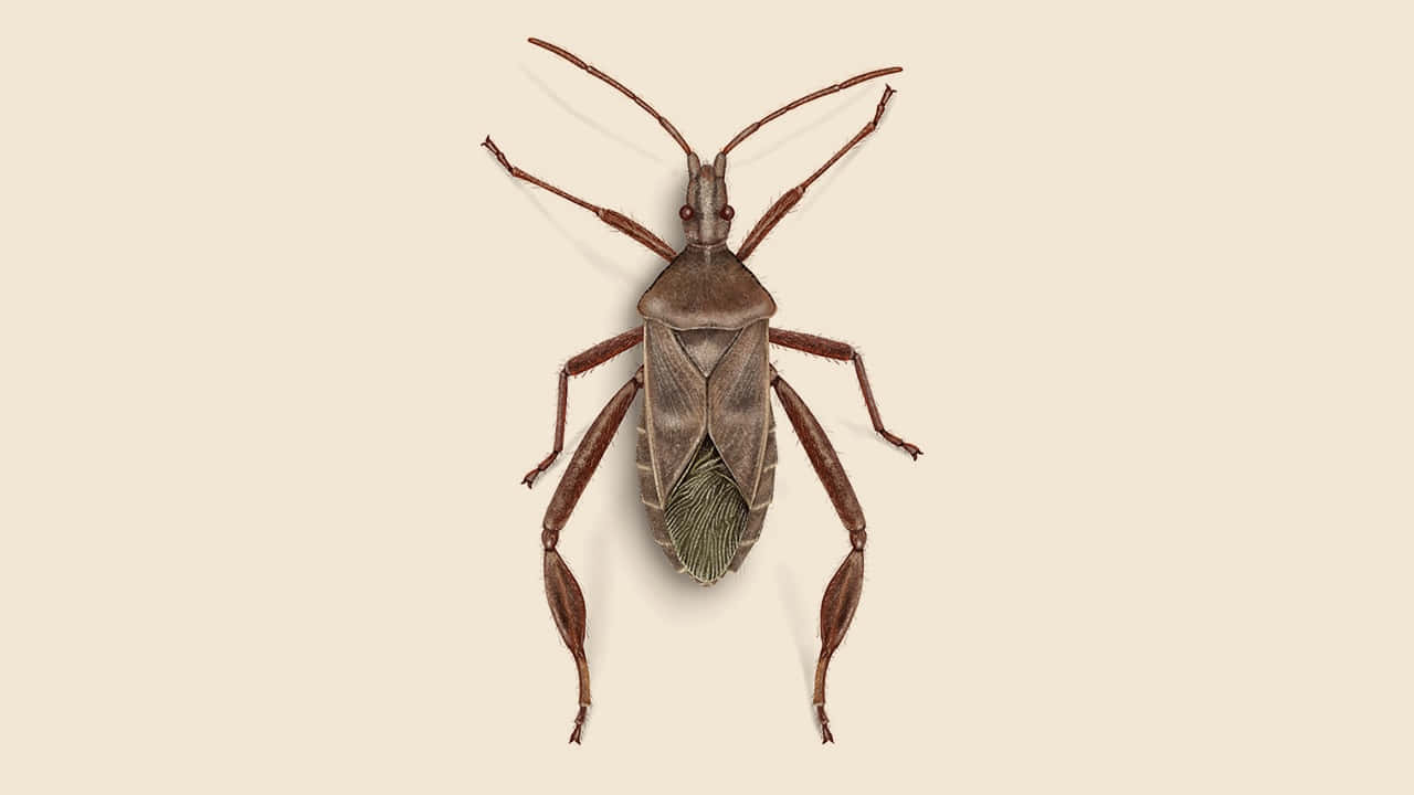 Leaffooted_ Bug_ Closeup.jpg Wallpaper