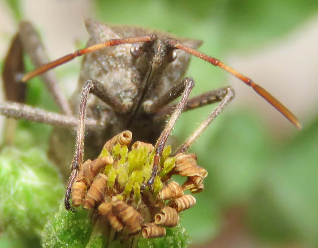 Leaffooted Bug On Flower Wallpaper