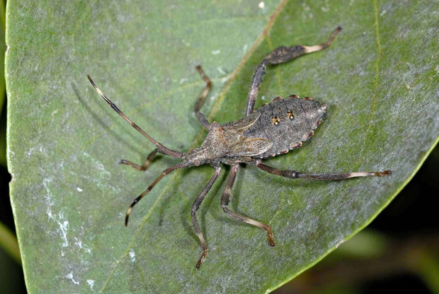 Leaffooted_ Bug_on_ Green_ Leaf Wallpaper