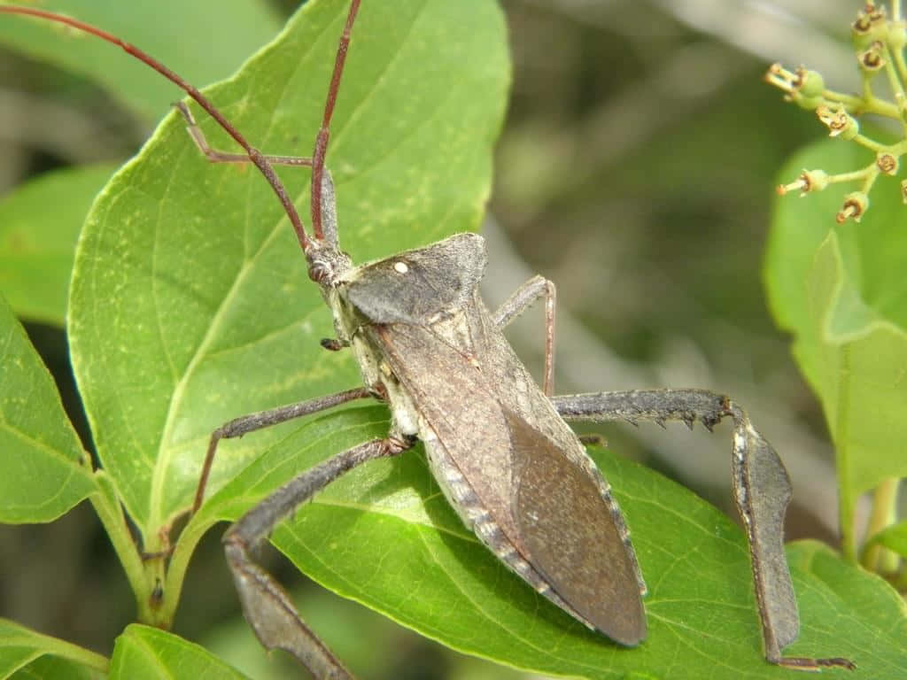 Leaffooted_ Bug_ On_ Green_ Leaf.jpg Wallpaper