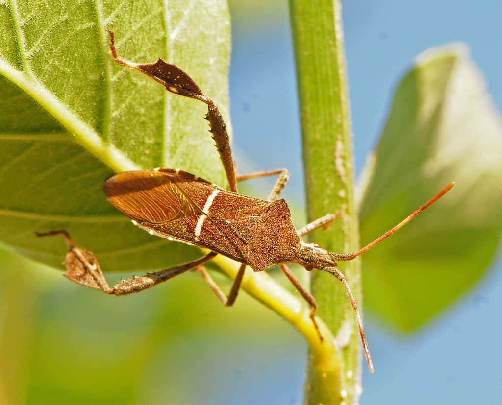 Leaffooted_ Bug_ On_ Green_ Leaf.jpg Wallpaper