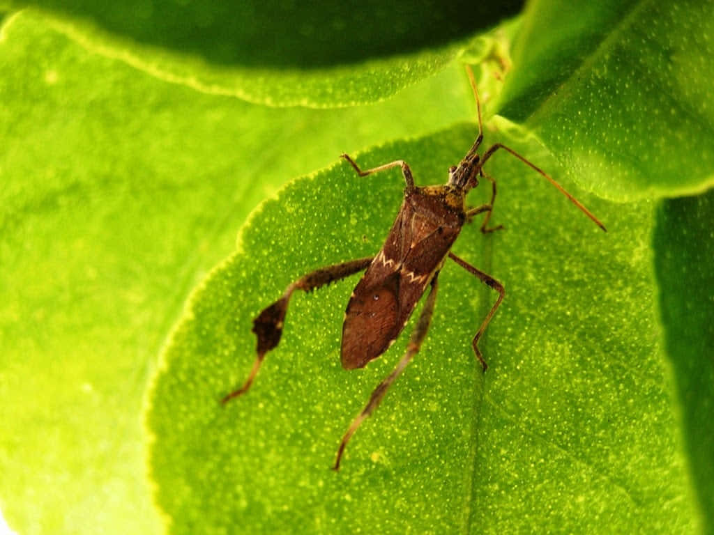 Leaffooted_ Bug_on_ Green_ Leaf.jpg Wallpaper