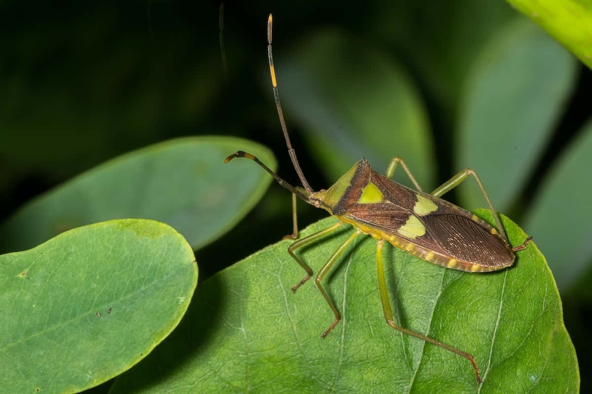 Leaffooted_ Bug_ On_ Green_ Leaf.jpg Wallpaper