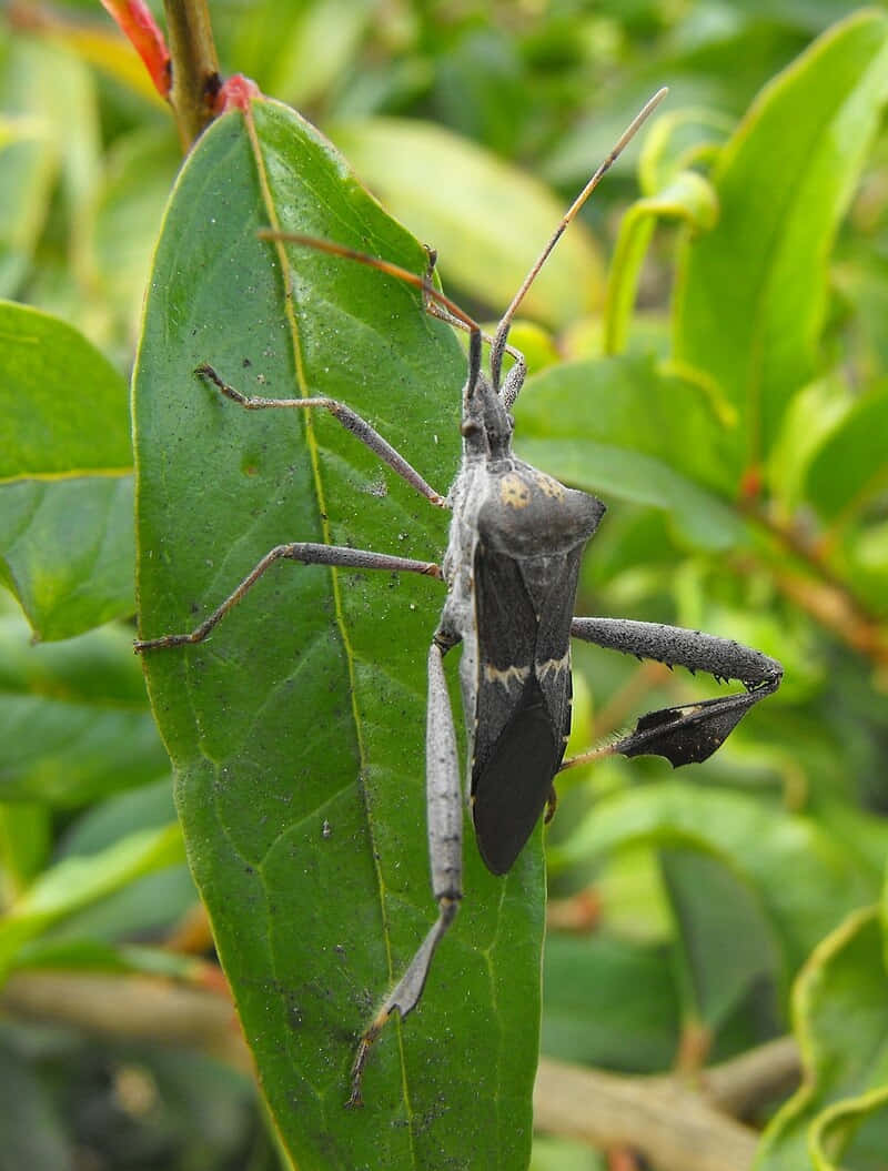 Leaffooted_ Bug_ On_ Green_ Leaf.jpg Wallpaper