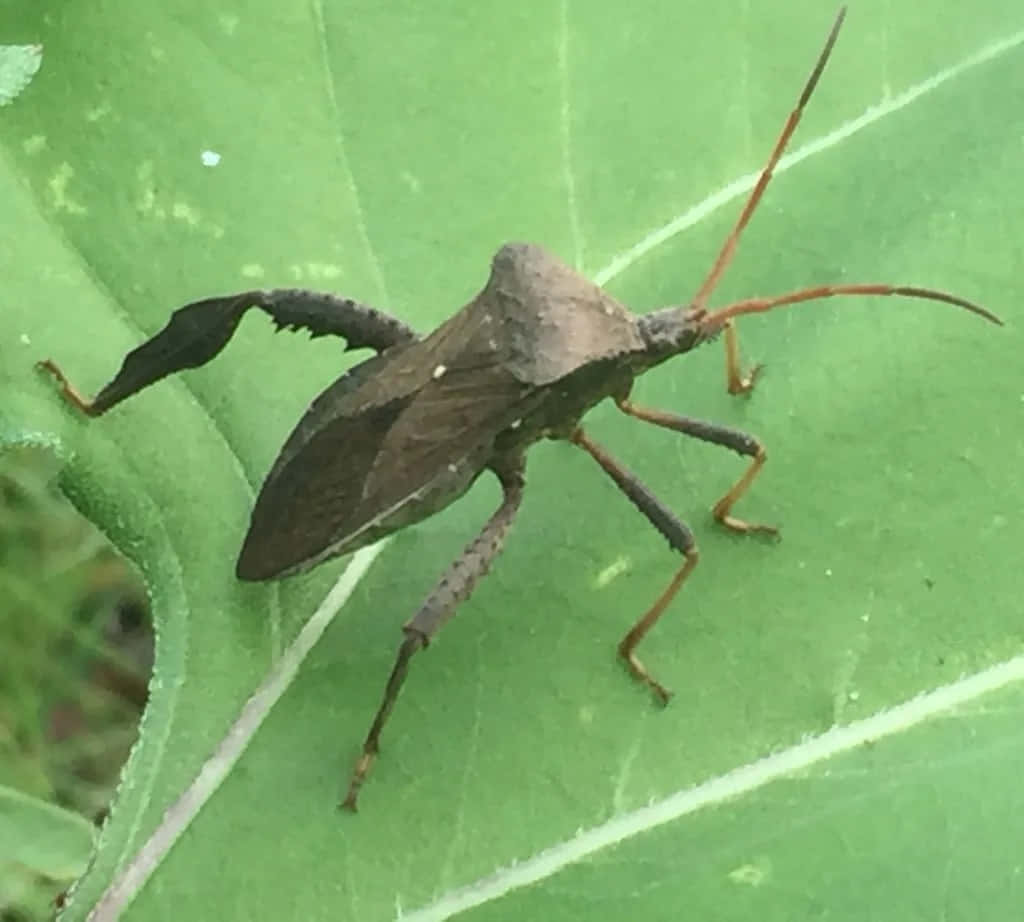 Leaffooted_ Bug_ On_ Green_ Leaf.jpg Wallpaper