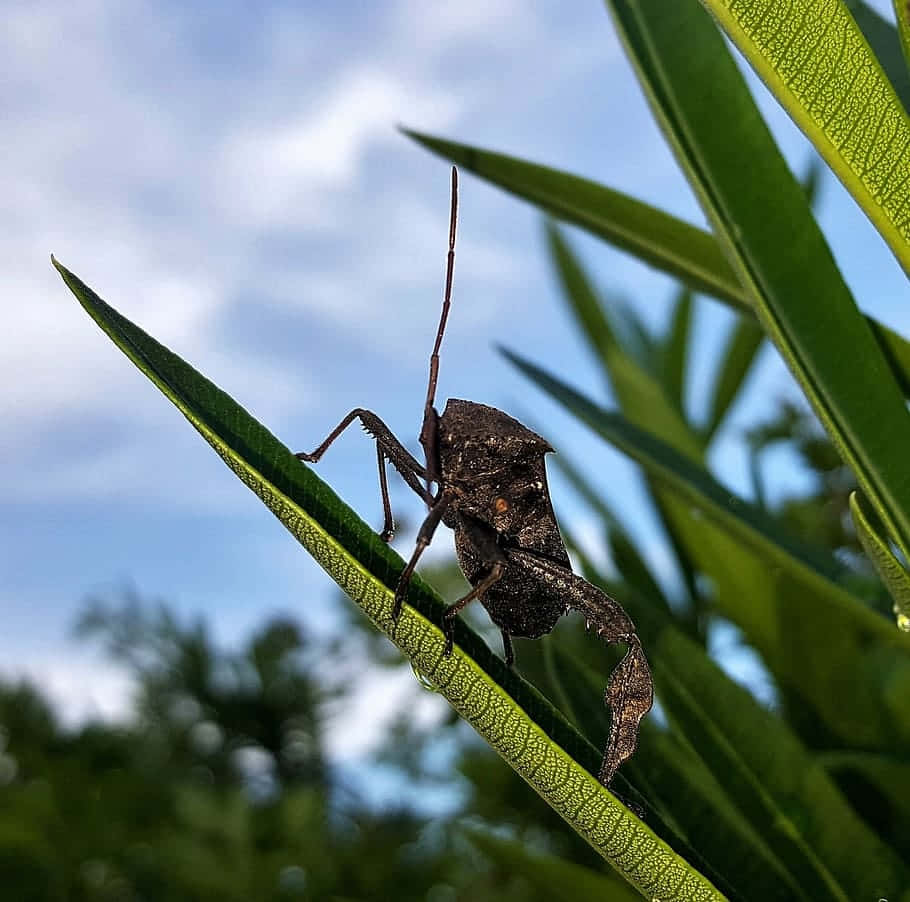 Leaffooted_ Bug_on_ Green_ Leaf Wallpaper