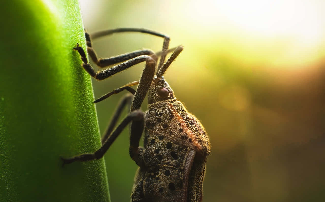 Leaffooted_ Bug_on_ Green_ Stem_ Backlit_by_ Sun Wallpaper