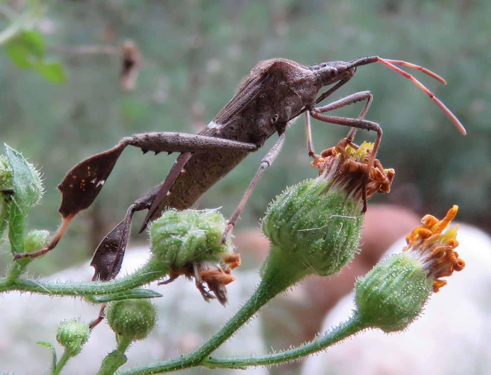 Leaffooted_ Bug_ On_ Plant.jpg Wallpaper