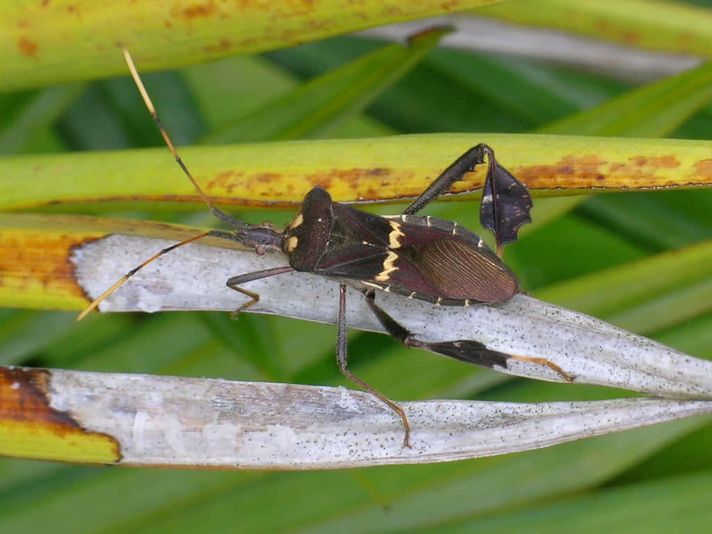 Leaffooted_ Bug_ On_ Plant_ Stem.jpg Wallpaper