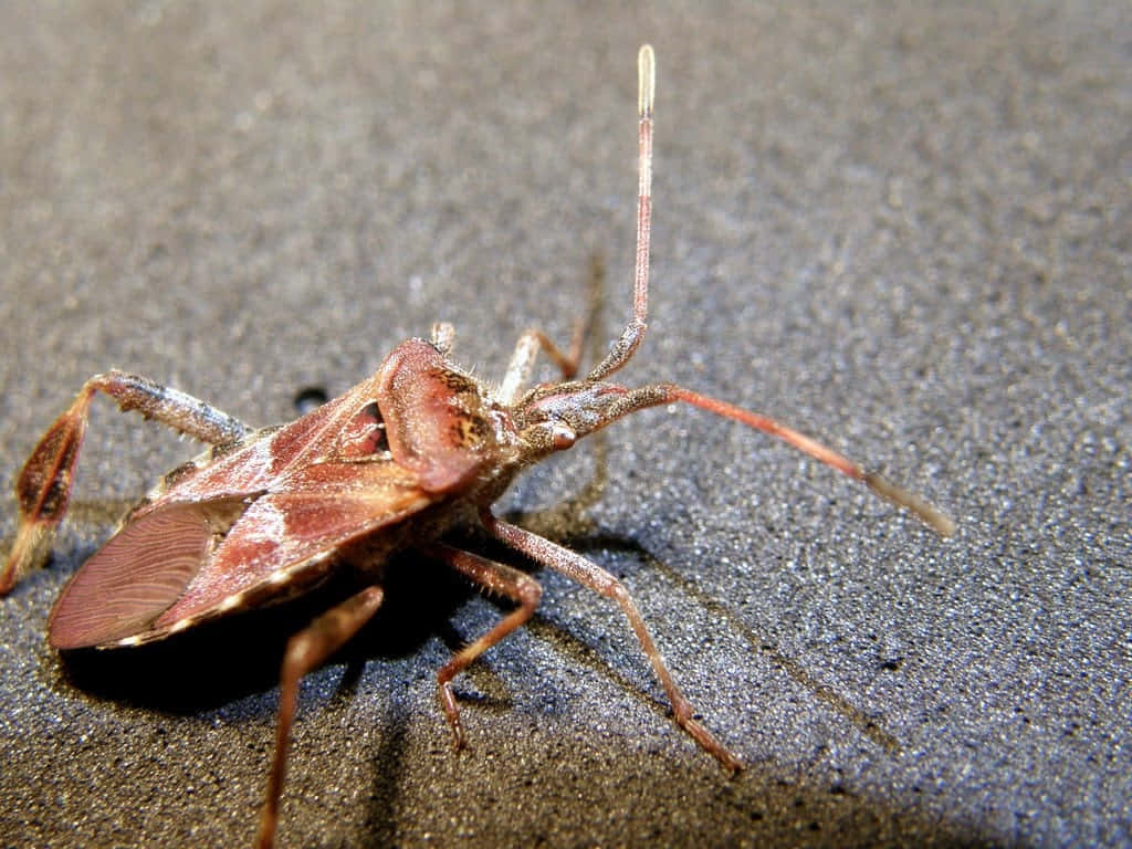 Leaffooted Bug Up Close.jpg Wallpaper