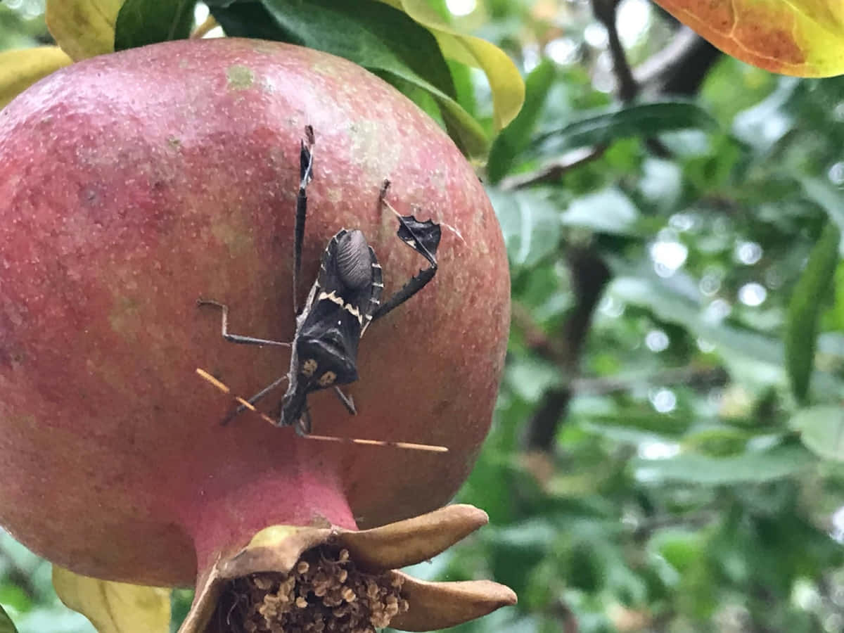 Leaffooted Bugon Pomegranate Wallpaper