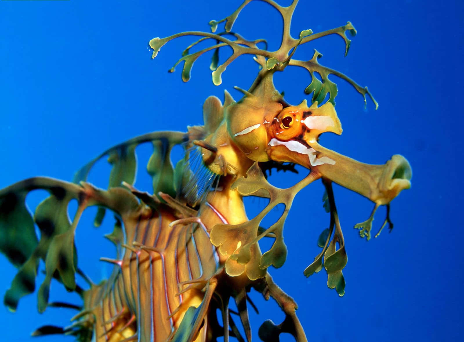 Leafy Sea Dragon Camouflage Wallpaper