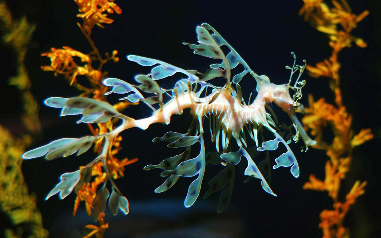 Leafy Sea Dragon Camouflage Wallpaper