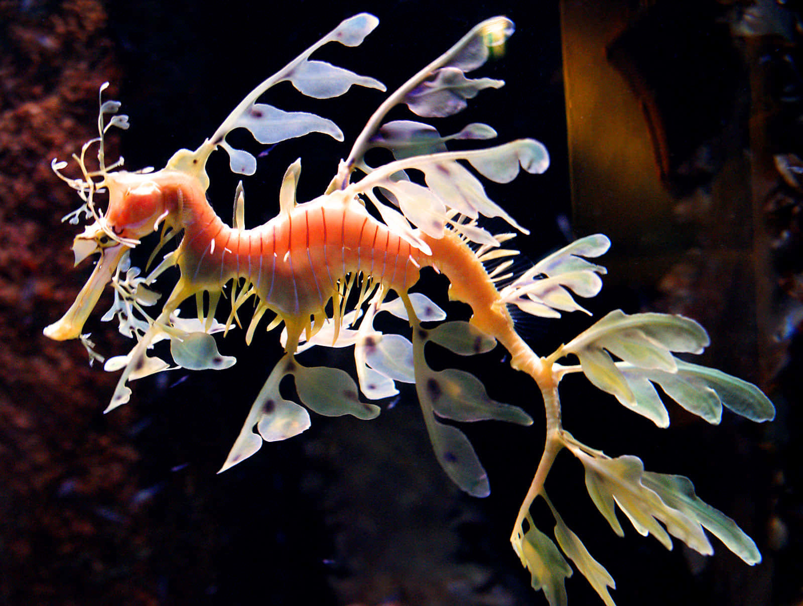 Leafy_ Sea_ Dragon_ Underwater Wallpaper