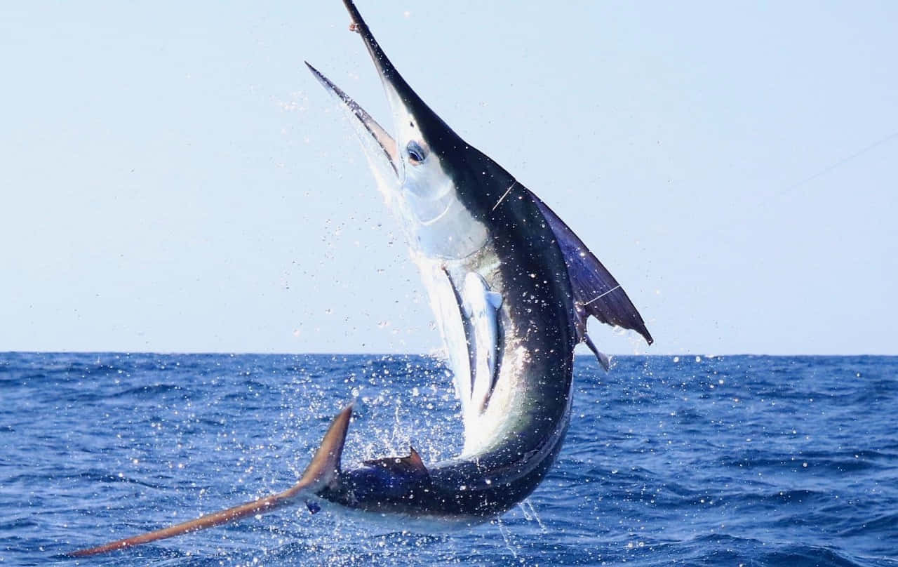 Leaping Blue Marlin Wallpaper