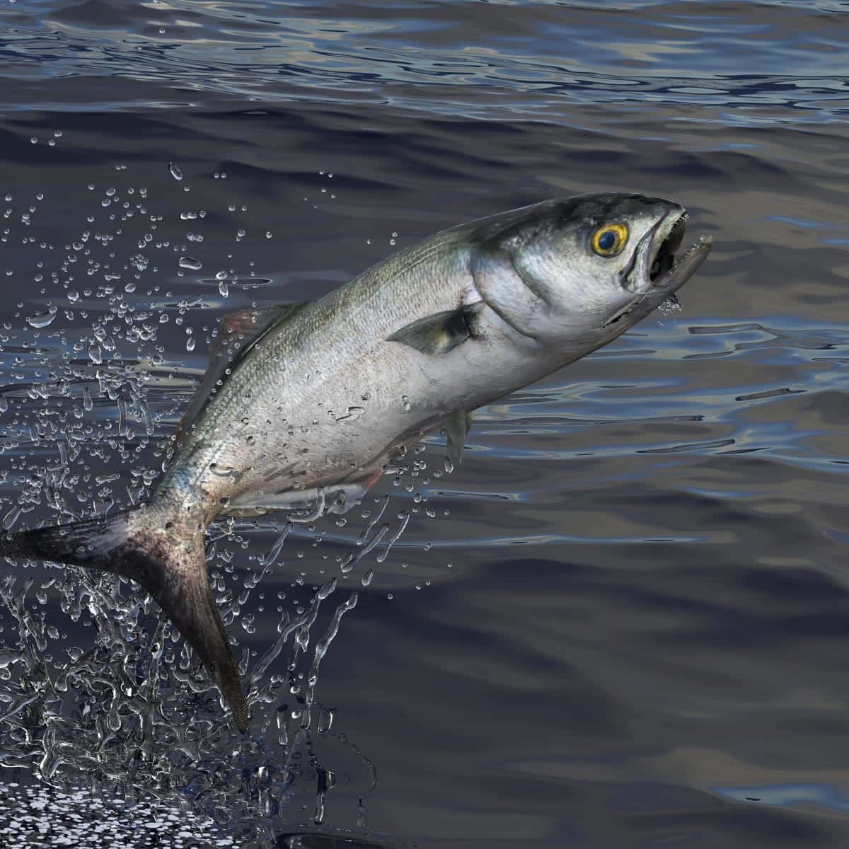 Leaping Bluefish Action Shot Wallpaper