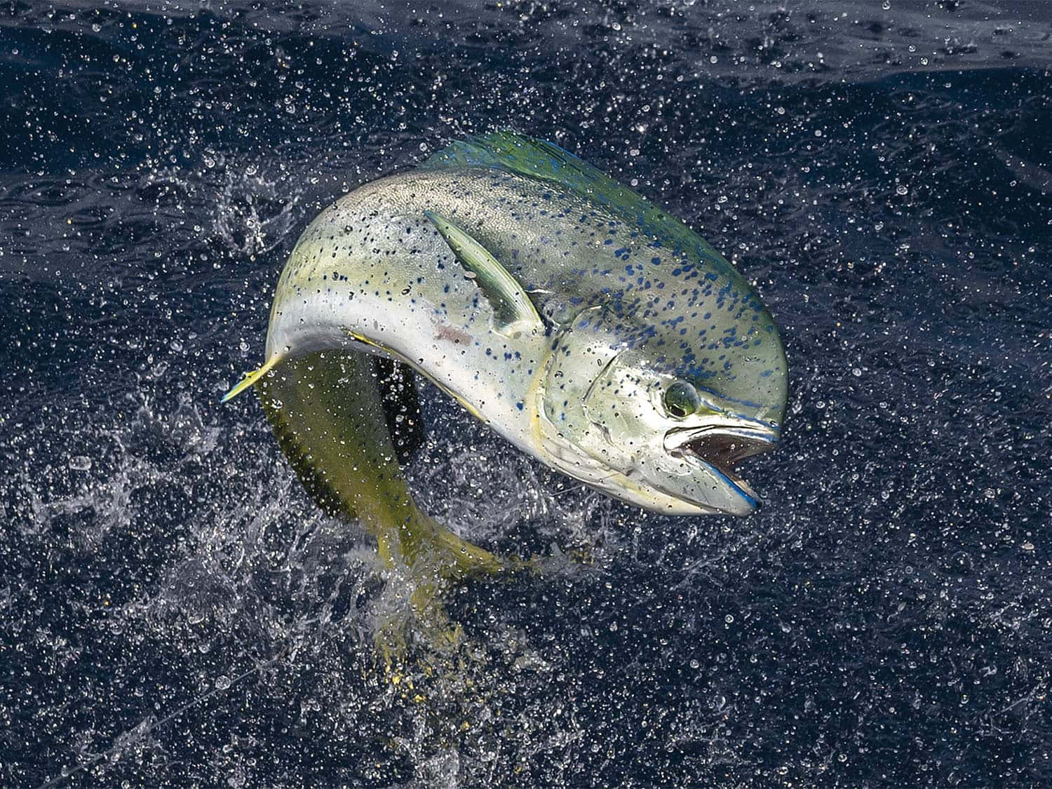 Leaping Dolphinfish Splash Wallpaper