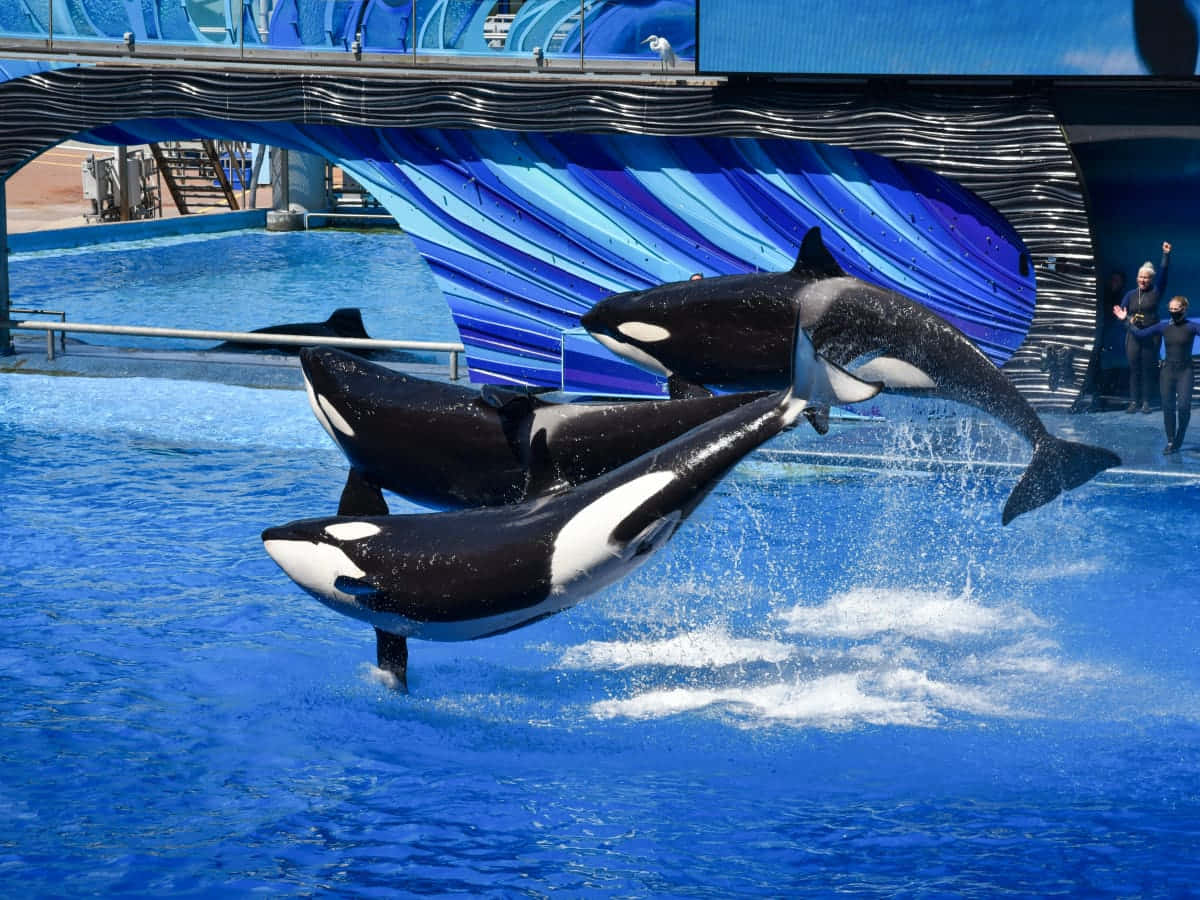 Leaping Orca Duo Performance Wallpaper