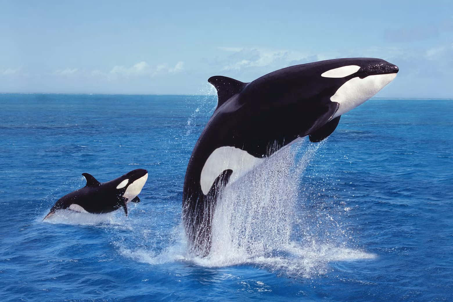 Leaping Orca Pair Wallpaper