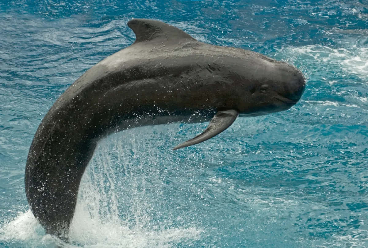 Leaping Pilot Whale Wallpaper