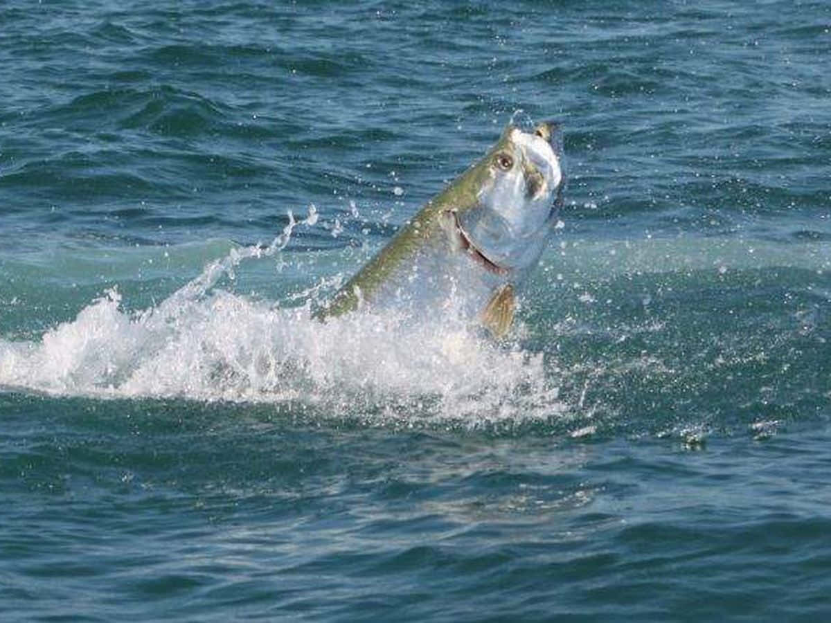 Leaping Tarpon Action Wallpaper