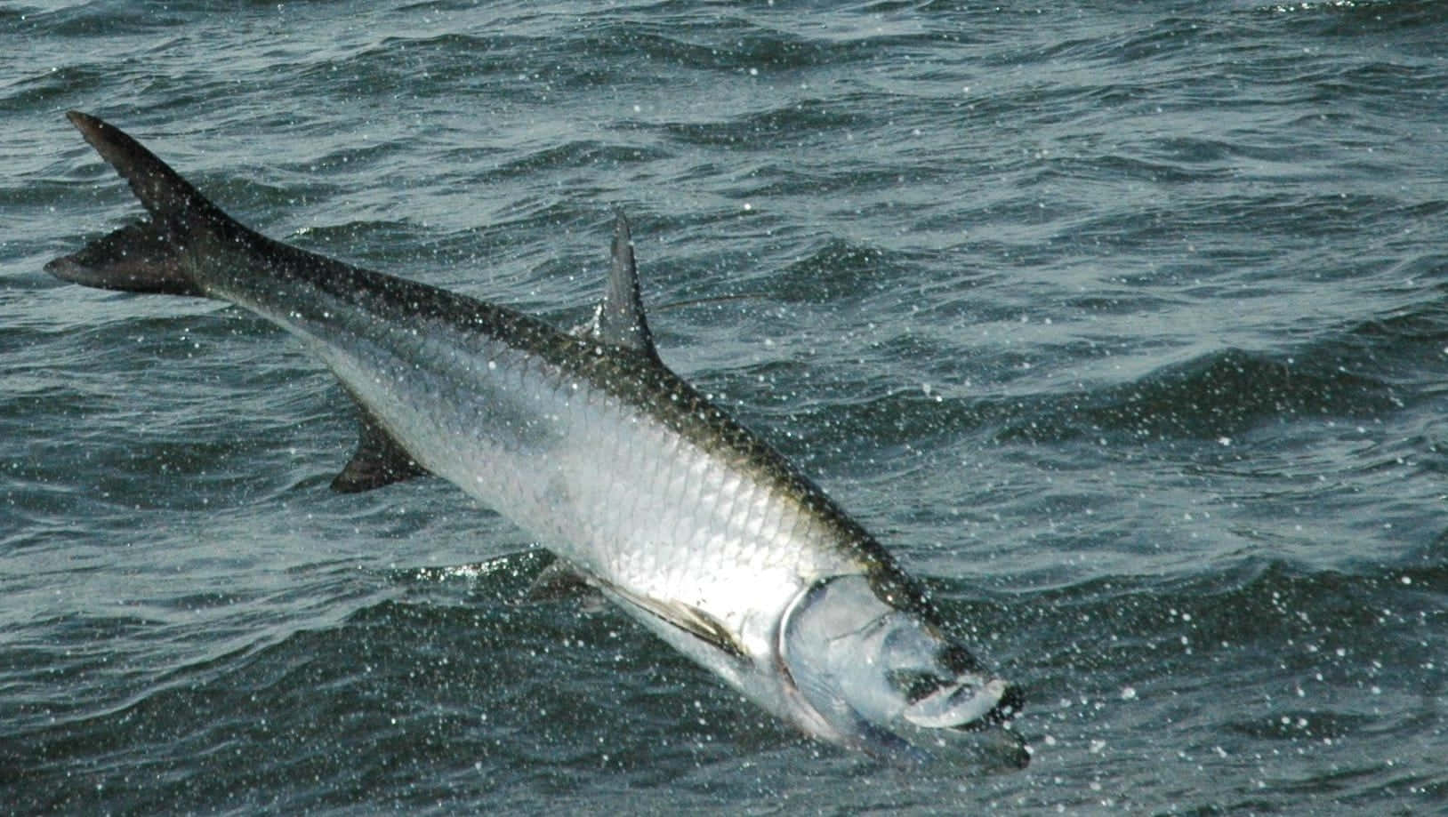 Leaping Tarpon Catching Air Wallpaper