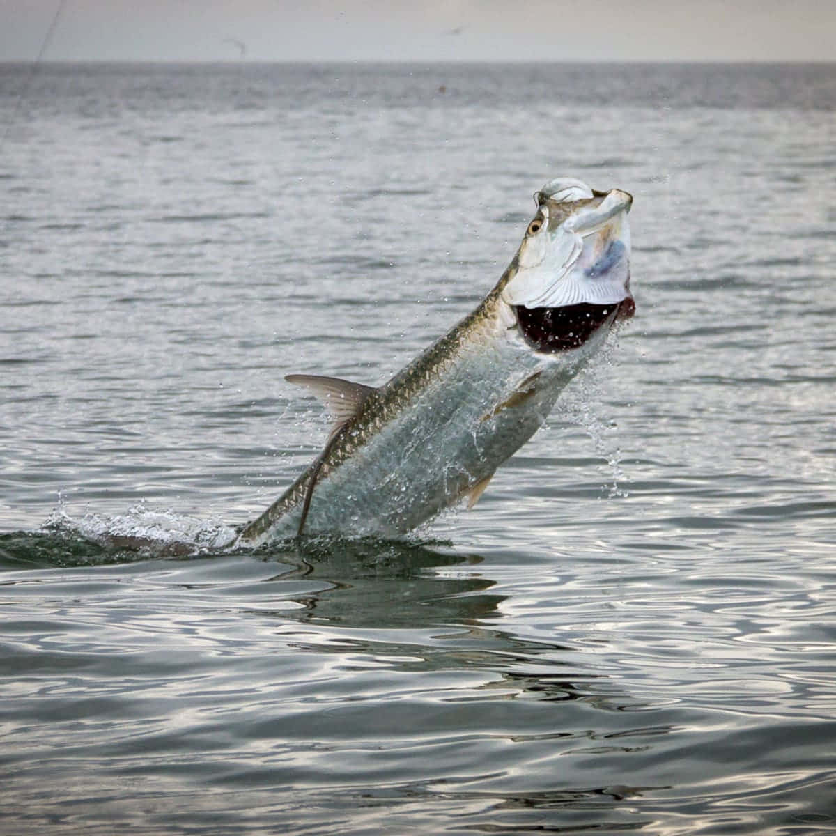 Leaping Tarpon Catching Fish Wallpaper