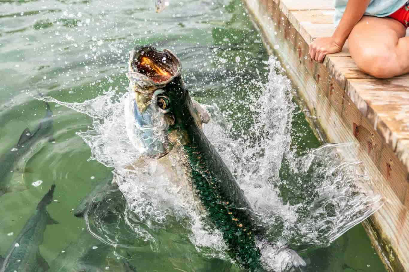 Leaping Tarpon Splash Wallpaper