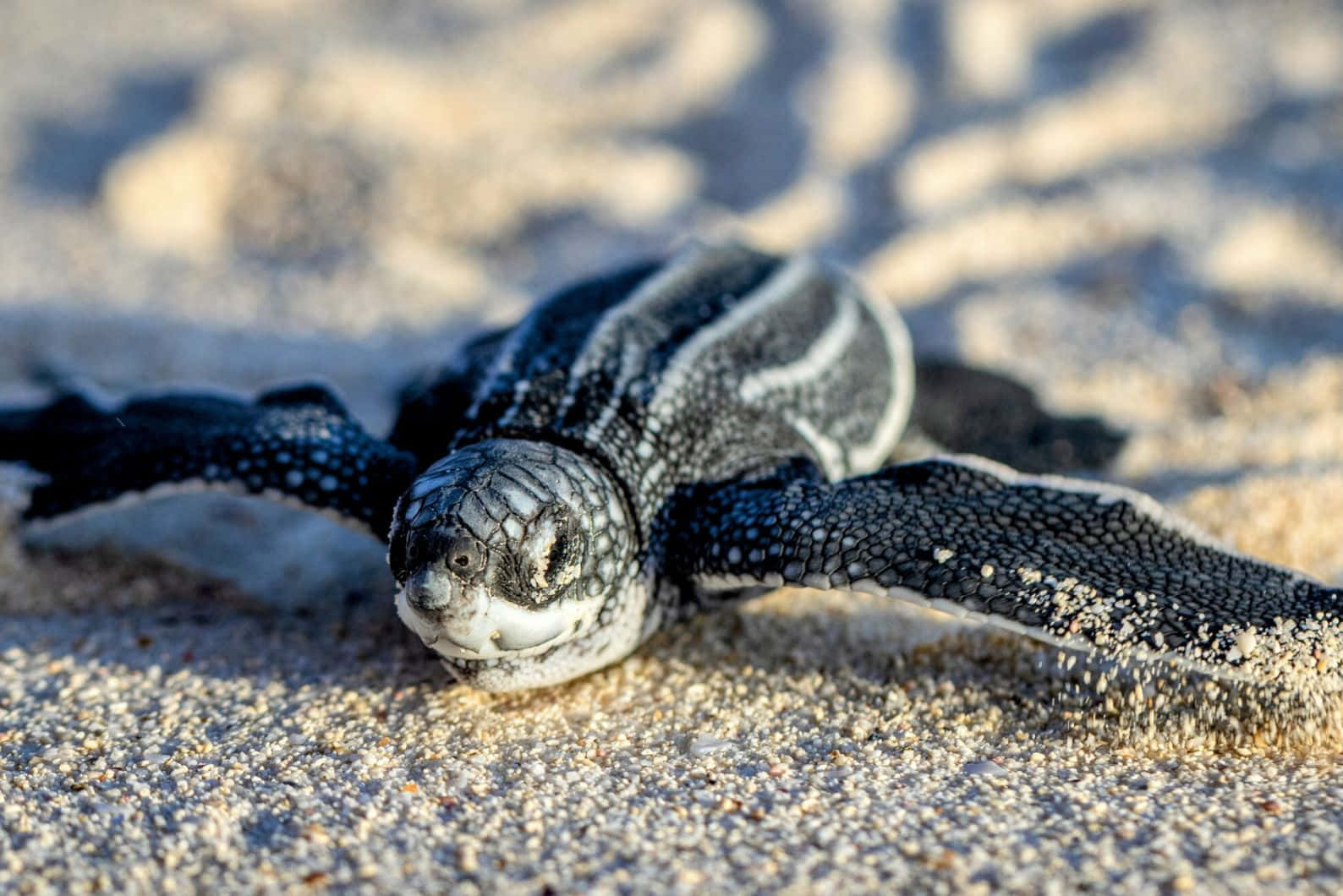 Leatherback Hatchling Journey Wallpaper