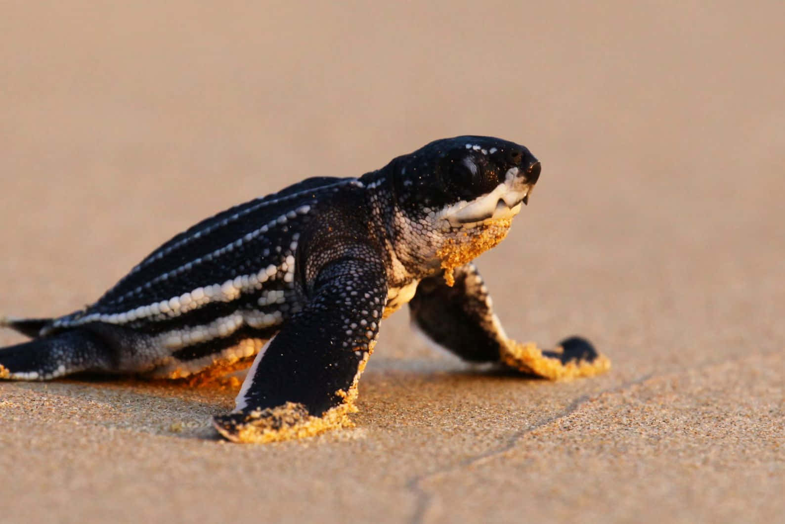 Leatherback Hatchling Journeyto Sea Wallpaper