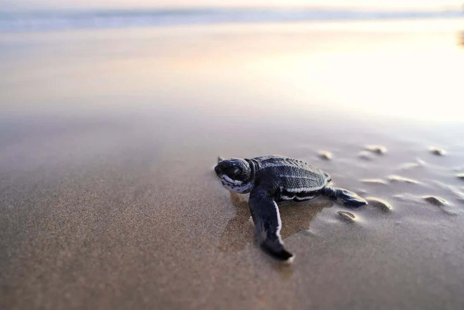 Leatherback Hatchling Journeyto Sea Wallpaper