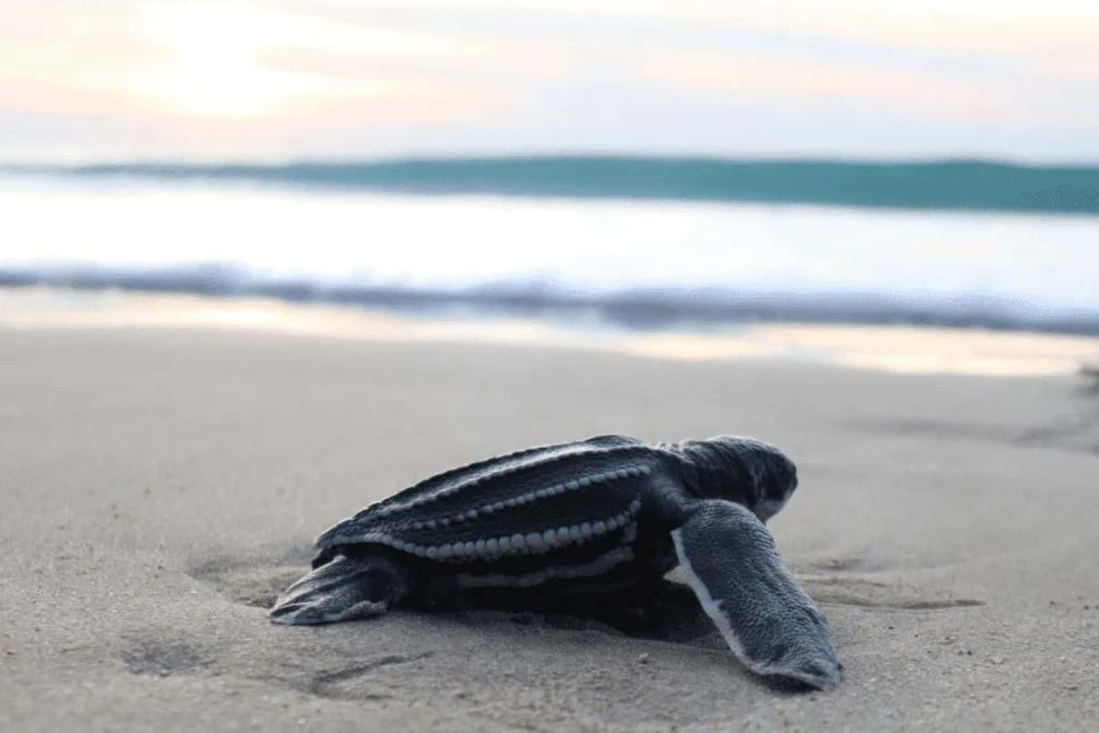 Leatherback Hatchling Journeyto Sea Wallpaper