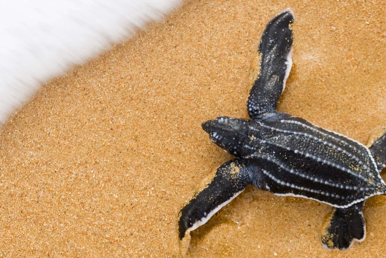 Leatherback Hatchlingon Sand Wallpaper