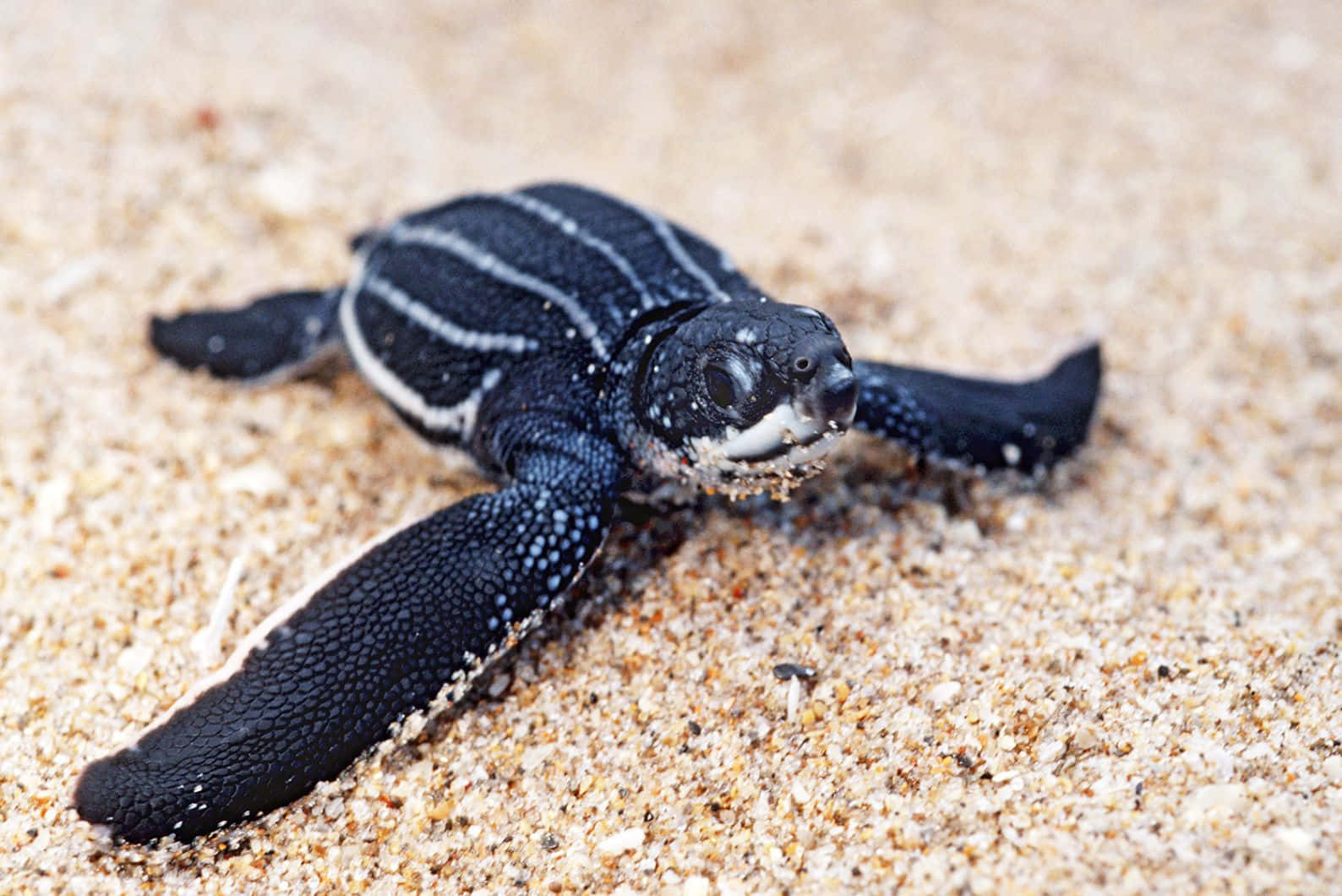 Leatherback Hatchlingon Sand Wallpaper