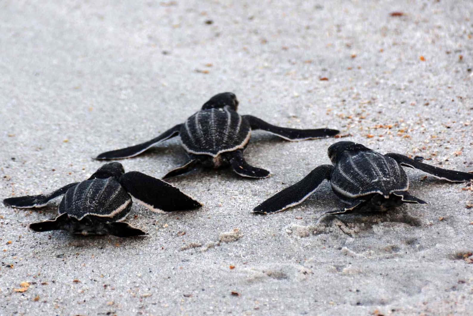 Leatherback Turtle Hatchlingson Beach Wallpaper