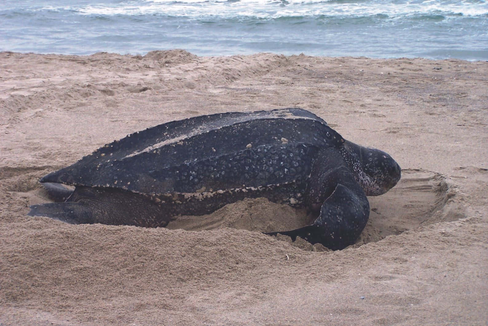 Leatherback_ Turtle_ Nesting_ Beach Wallpaper