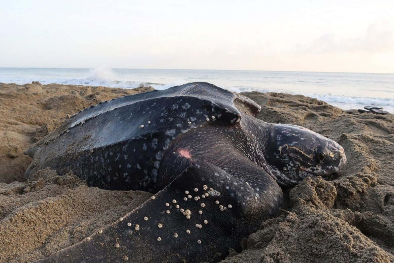 Leatherback Turtle On Beach Wallpaper