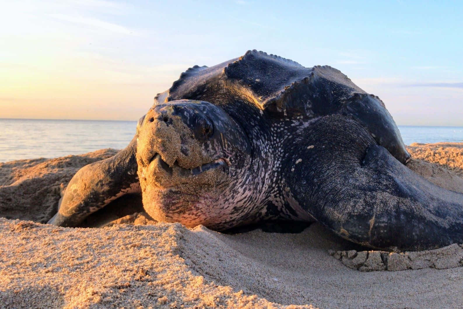 Leatherback_ Turtle_on_ Sand Wallpaper