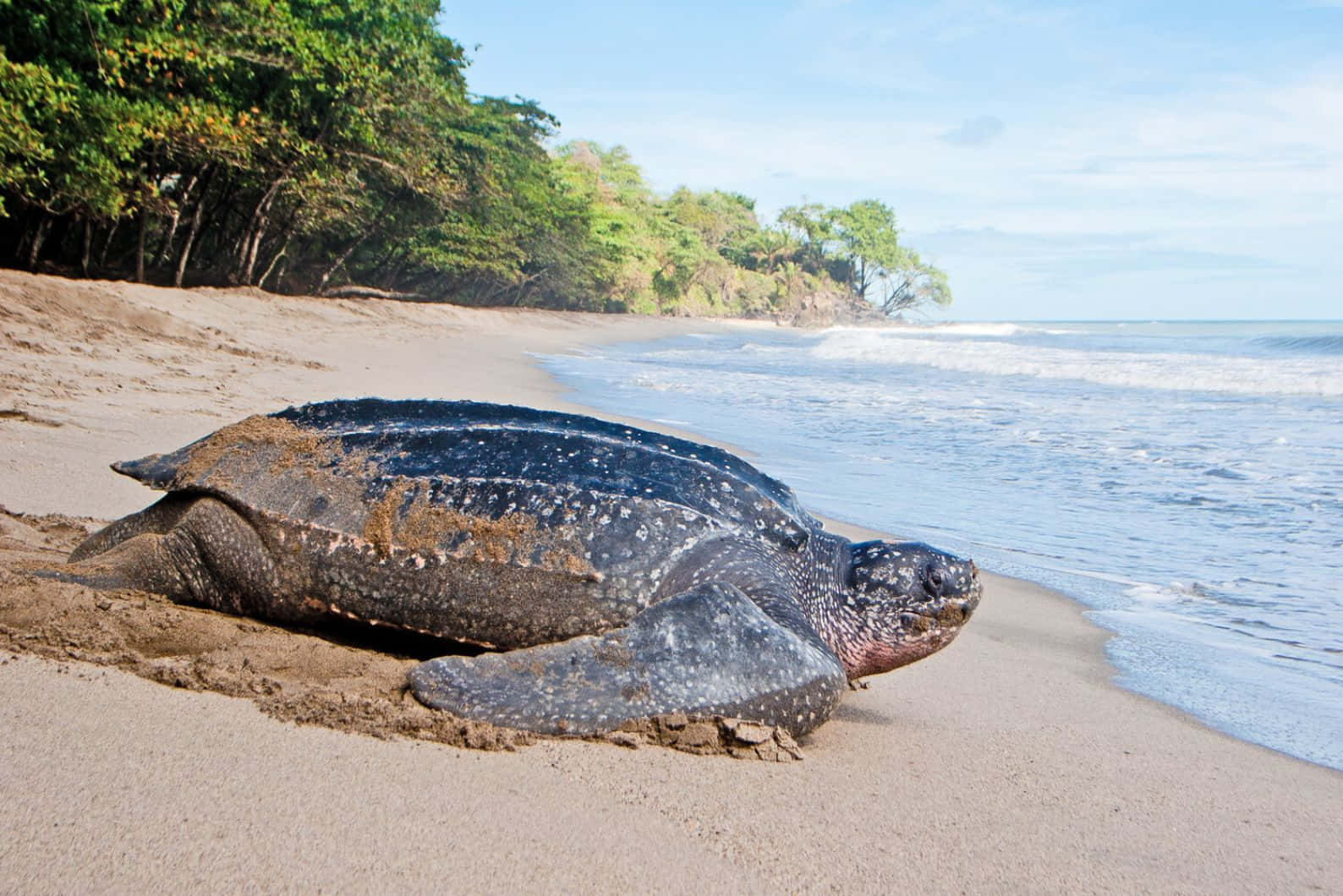 Leatherback Turtleon Beach Wallpaper