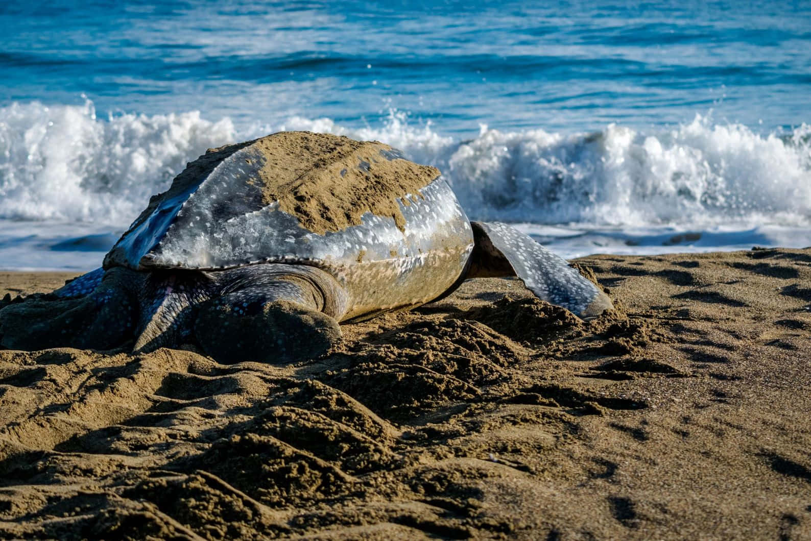 Leatherback Turtleon Beach Wallpaper