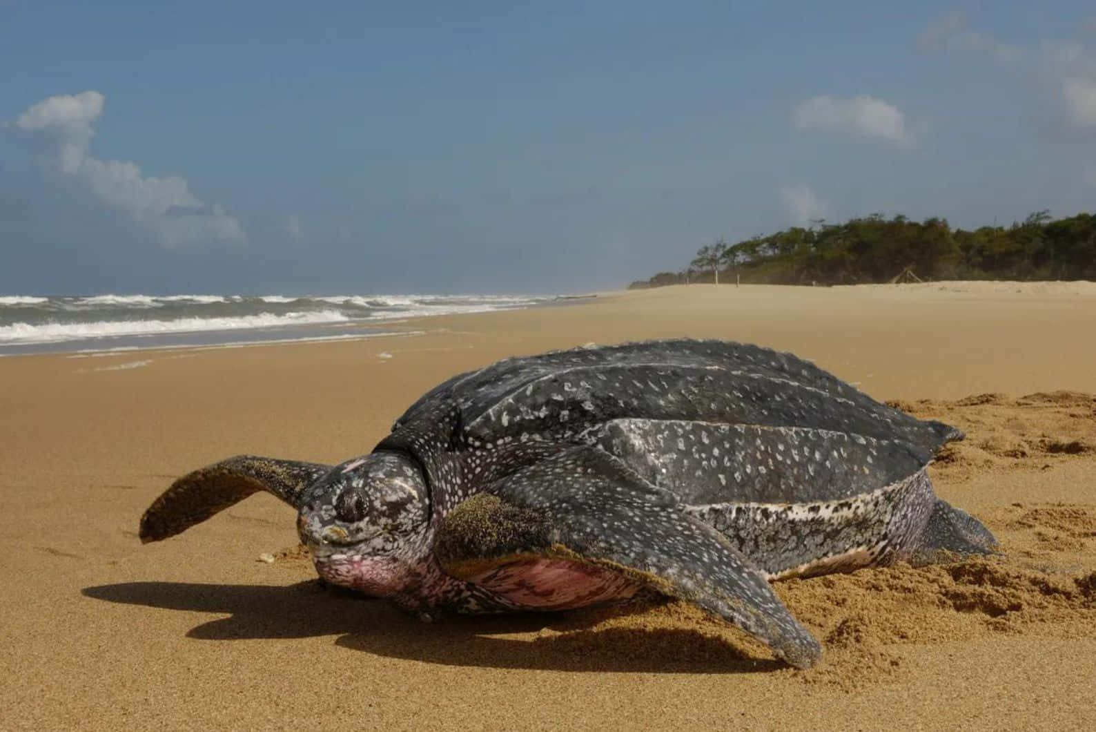 Leatherback Turtleon Sandy Beach Wallpaper