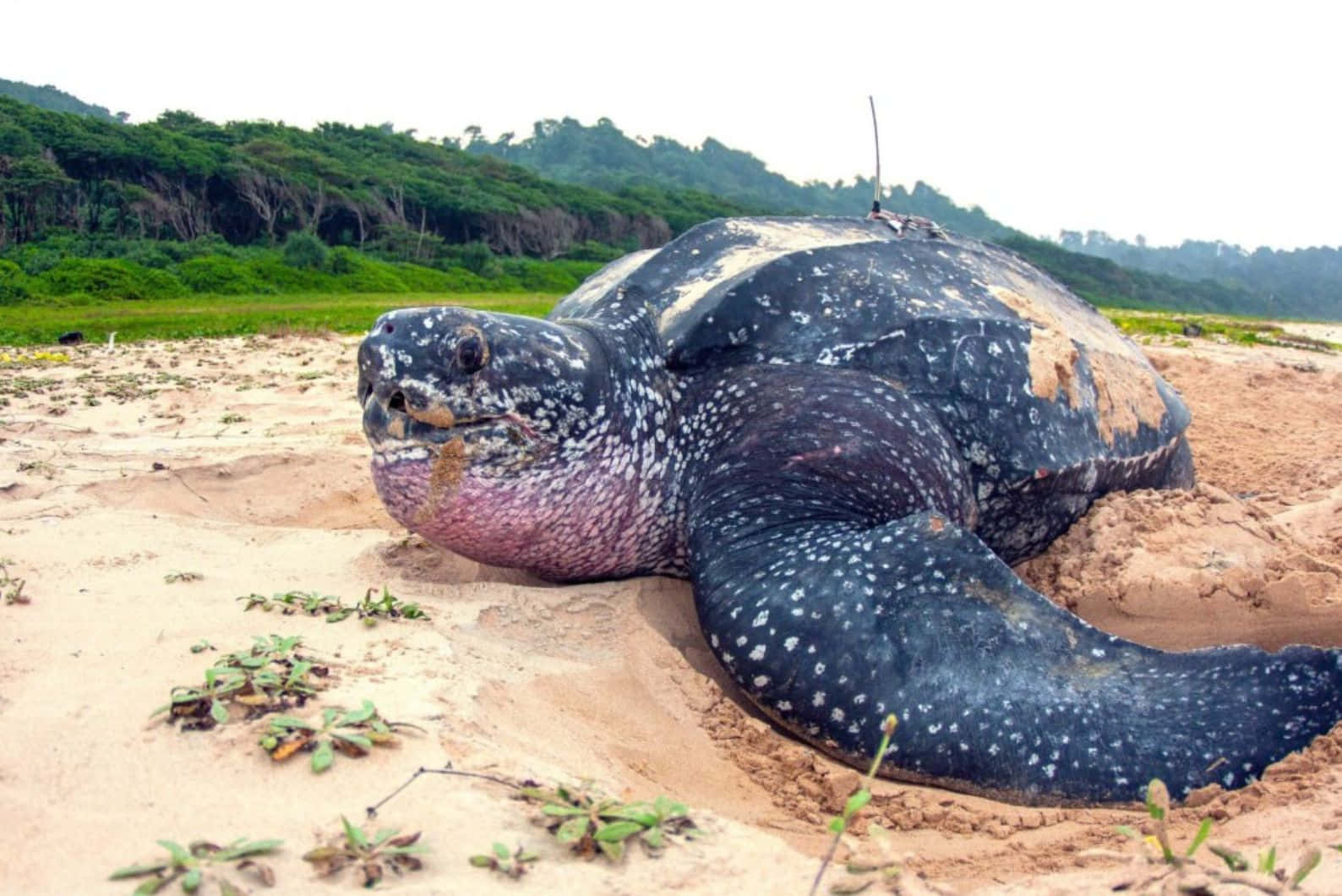 Leatherback Turtleon Sandy Beach Wallpaper