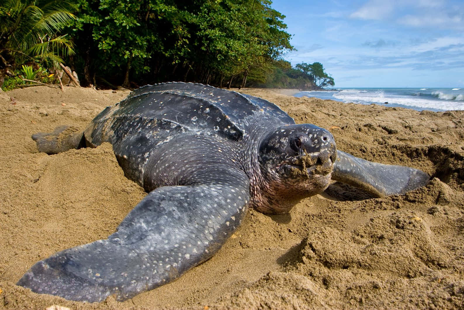 Leatherback Turtleon Sandy Beach Wallpaper