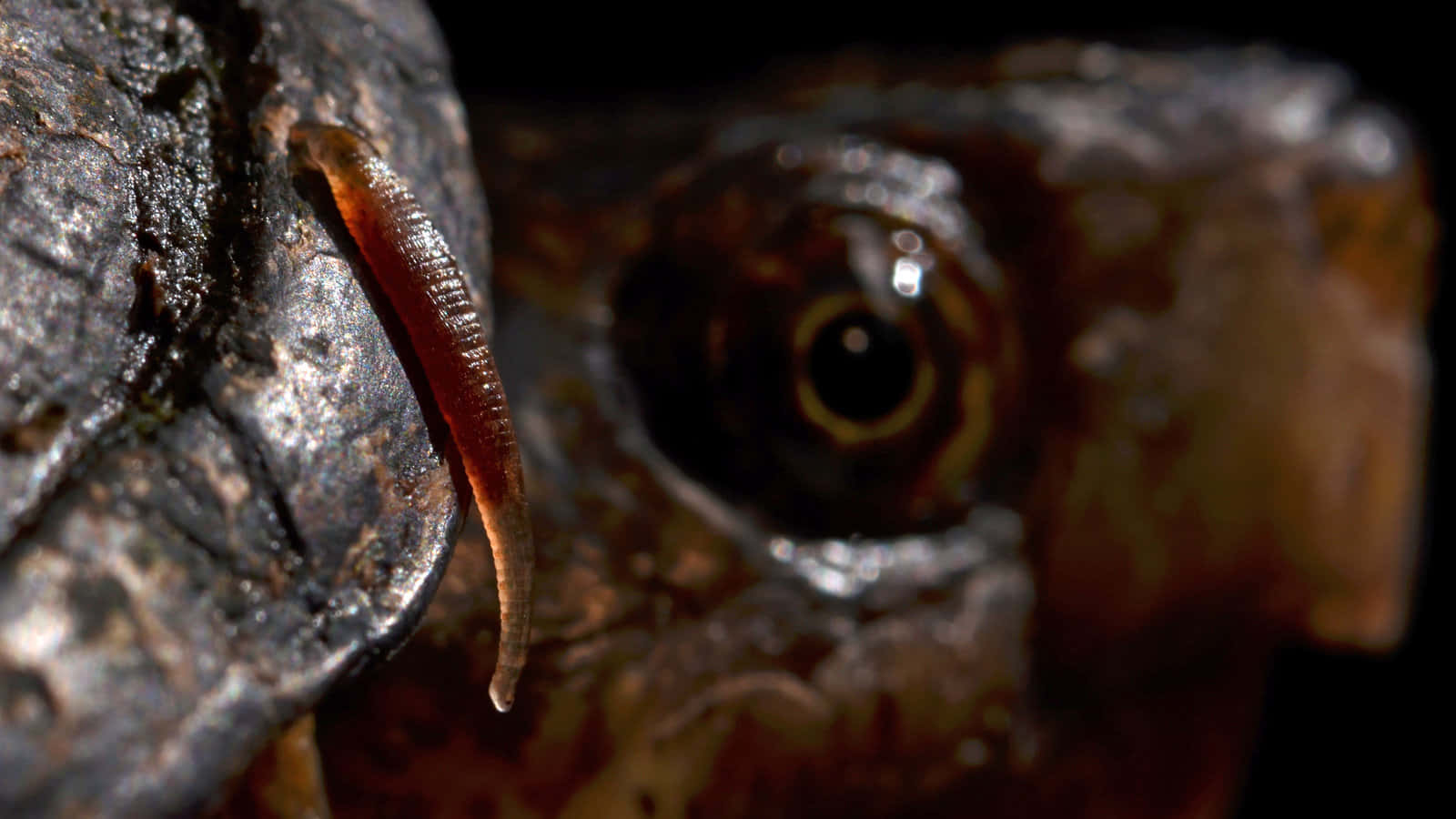 Leechon Amphibian Eye_ Closeup Wallpaper