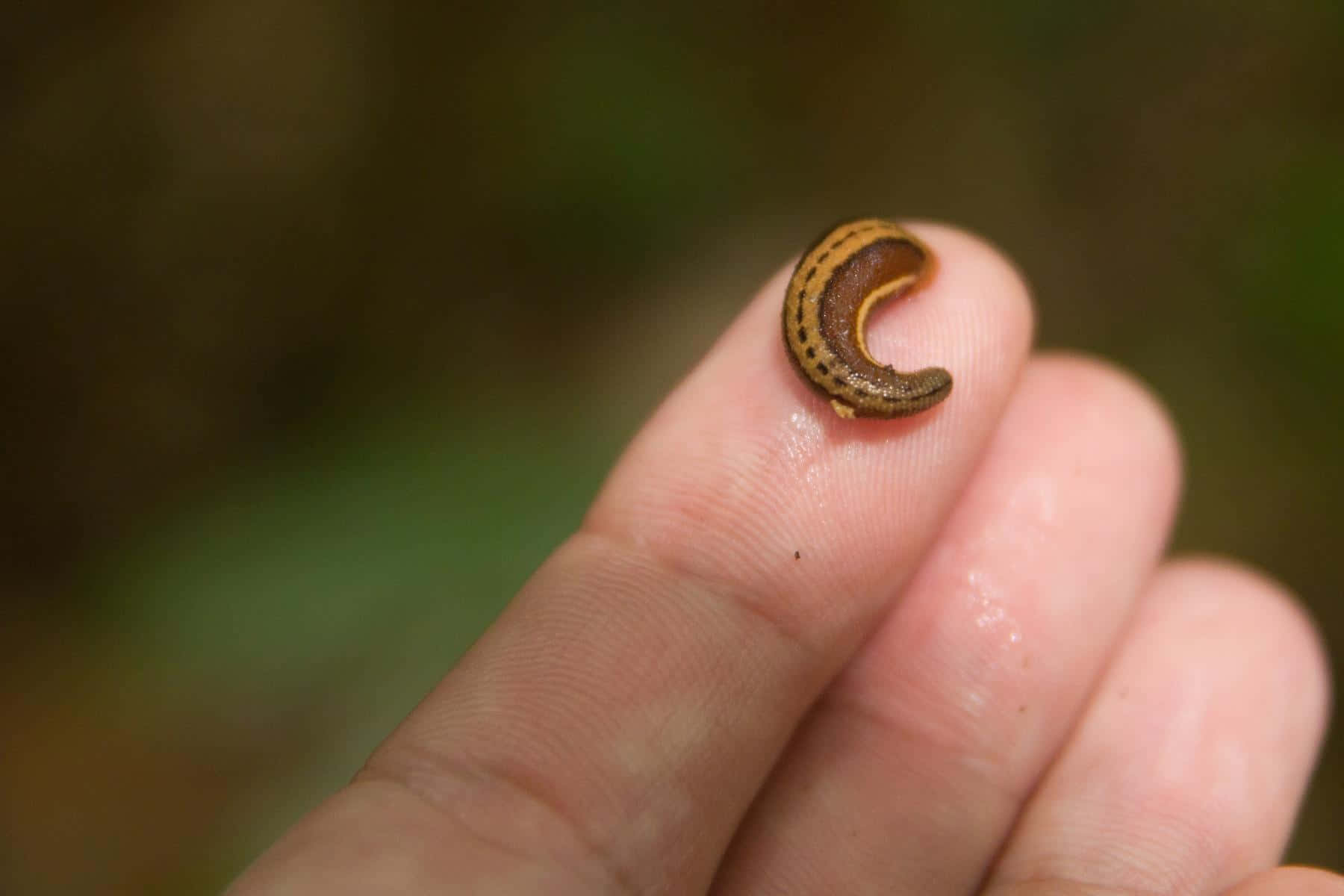 Leechon Human Finger Wallpaper