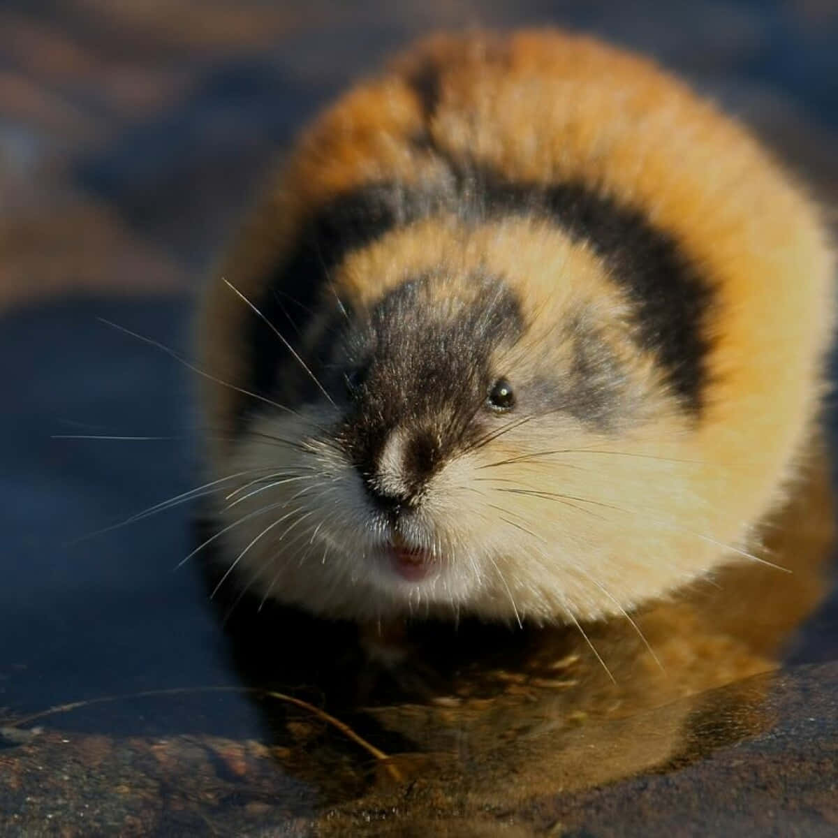 Lemming Close Up Portrait Wallpaper