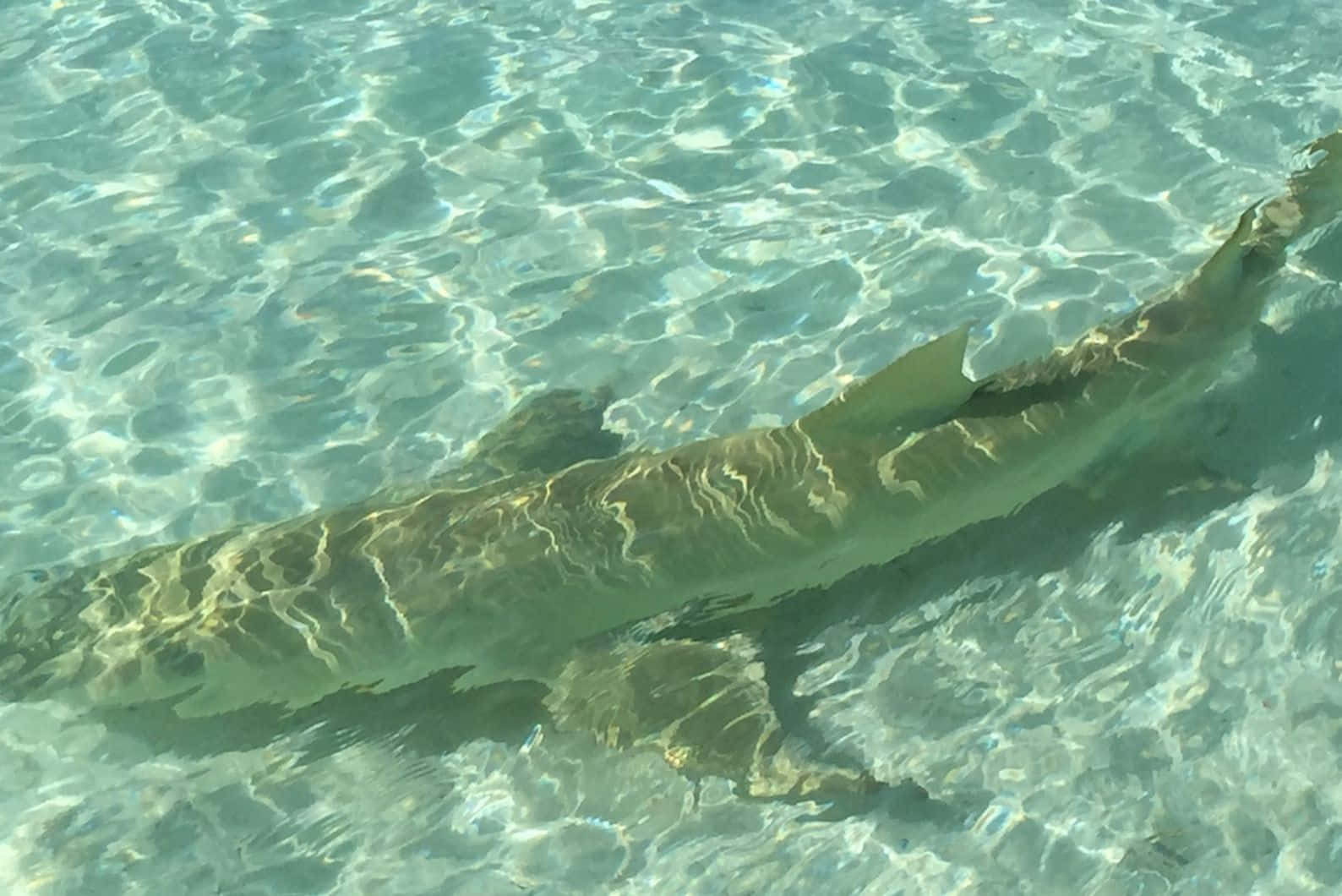 Lemon Shark Crystal Clear Water Wallpaper