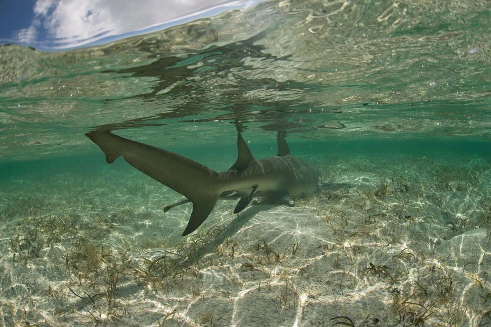 Lemon Shark Crystal Clear Waters Wallpaper