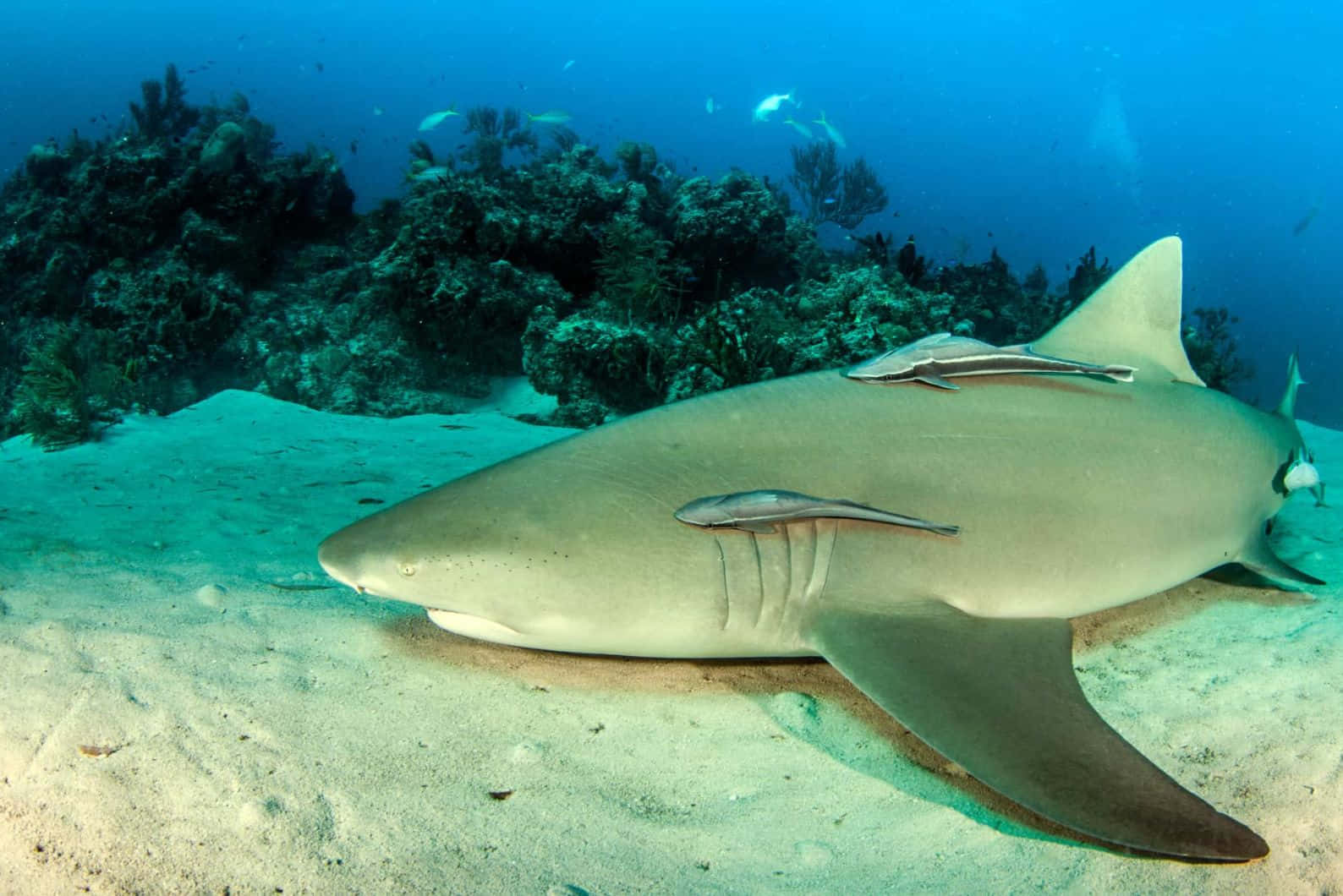 Lemon Shark Restingon Ocean Floor Wallpaper