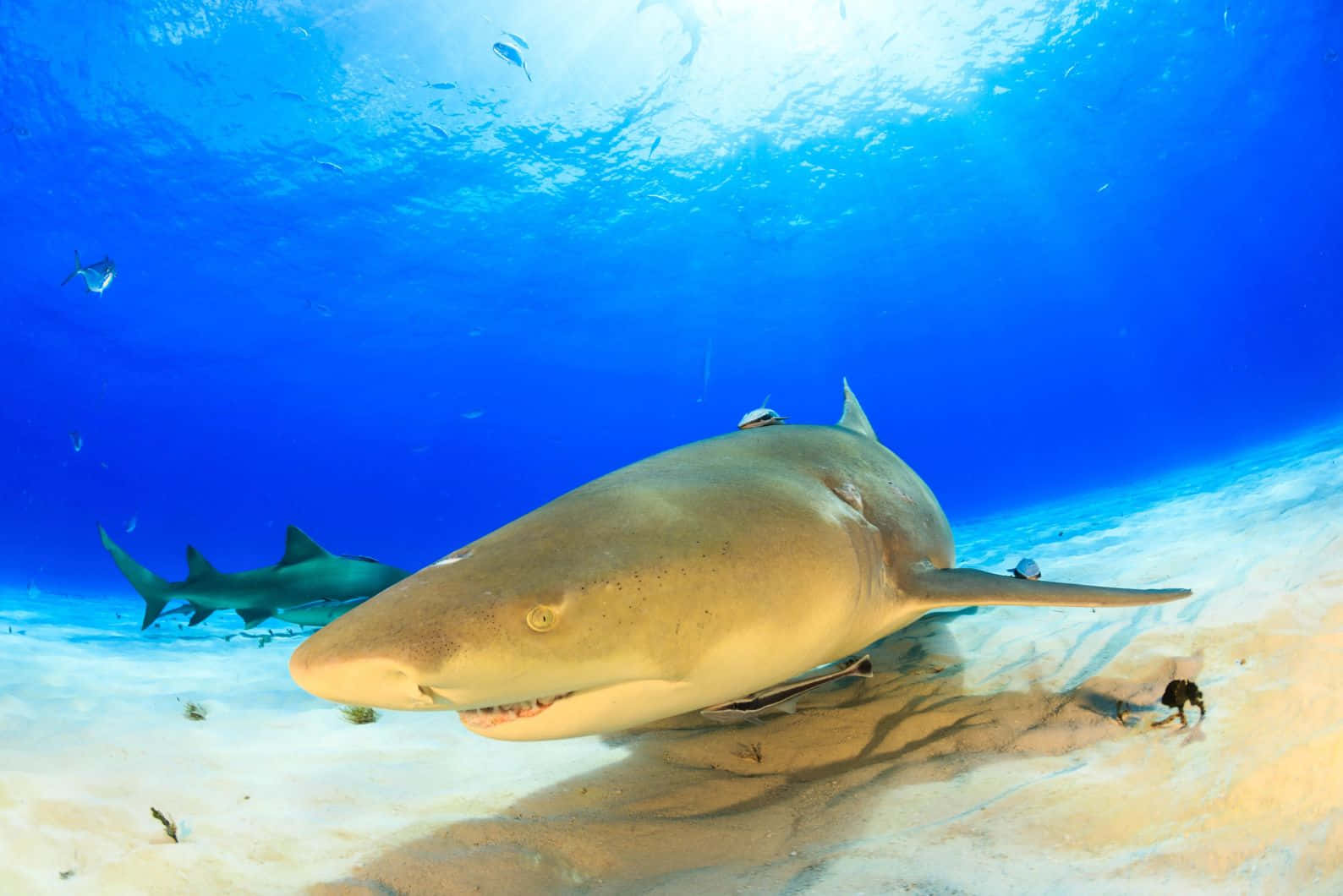 Lemon Shark Sandy Ocean Bed Wallpaper